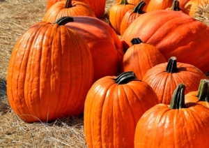 Pumpkins Priced As Marked
