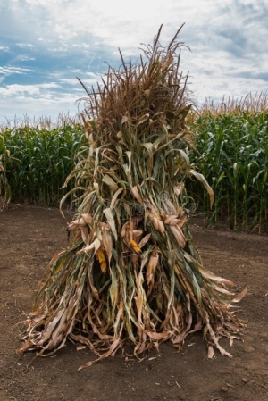 Corn Stalk Bundles