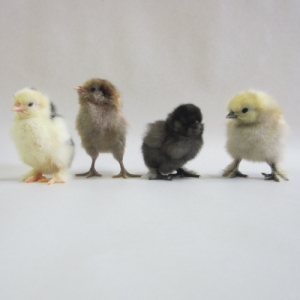 Bantams Assorted Straight Run