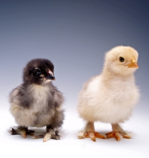 Brahma Assorted Pullets