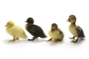Duckling Assorted Straight Run