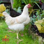 Live Amberlink Pullet