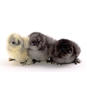 Silkie Assorted Straight Run