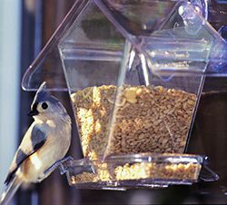 Birdfeeder Window Cafe Aspects