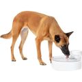 PetSafe Outlast Pumpless Pet Water Fountain 128oz