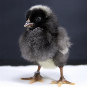 Barred Rock Pullet