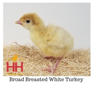 Turkey Broad Breasted White Straight Run