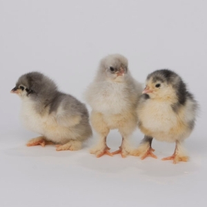 Blue Cochin Pullet
