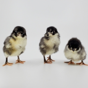 Black Australorp Pullet
