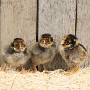 Blue Laced Red Wyandotte Pullet