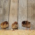 Barnevelder Pullet