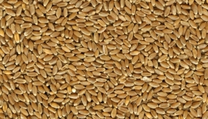 Whole Red Wheat (Feed) 50lb