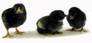 Black Star Pullet