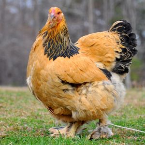 Buff Brahma Pullet