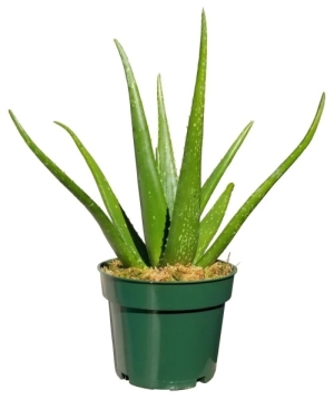 Aloe Vera 4" Plant Barbadensis