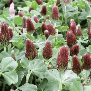 Clover Crimson Red 50Lb