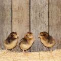 Live Cream Legbar Pullet