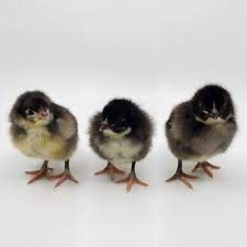 Chocolate Orpington Pullet