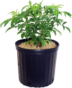 Elderberry Samyl 2gal