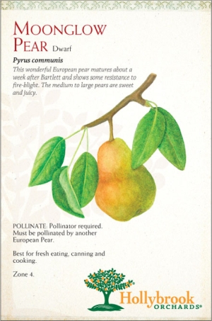 Pear 7g Moonglow Dwf Z4
