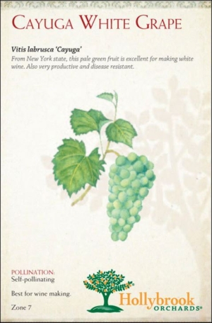Grape 2g Cayuga White Wine Z7