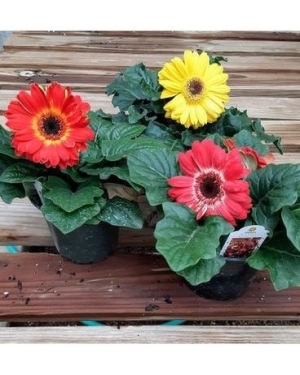 Gerber Daisy 6" Assorted