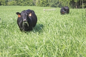 Fescue Greendale Endophyte Free /lb