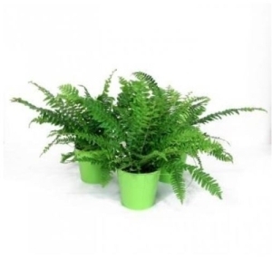 Tropical Fern 5" Assorted