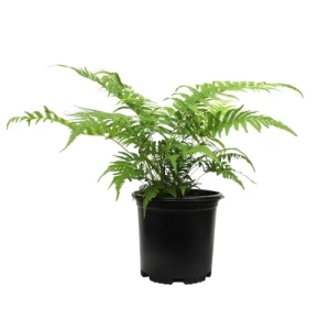 Tropical Fern 2.5" Bambino