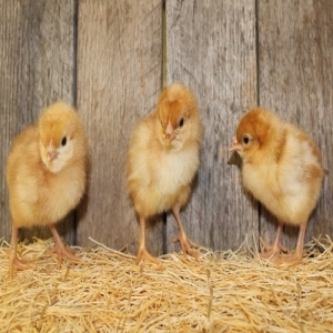 Golden Star Pullet