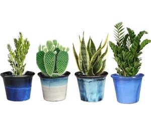 Pot 12" Saxon Ceramic