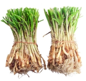Highlander Onion Bunch