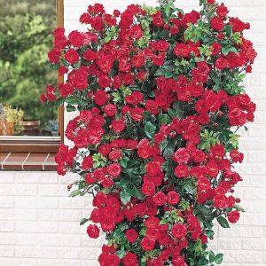 Rose Climbing Blaze 3G