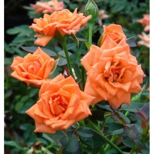 Rose Floribunda Gingersnap 3G
