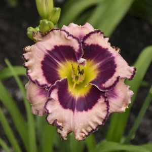 Daylily 2g Rainbow Rhythm