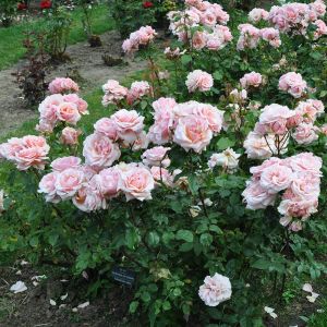 Rose Ground Cover Mother Of Pearl 3G