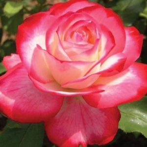 Rose Hybrid Tea Fire n Ice 3G