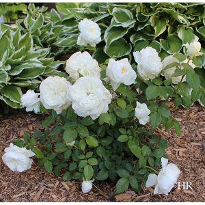 Rose Floribunda Bolero 3G