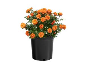 Rose Mini Sunblaze Mandarin 3G