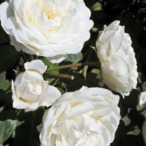 Rose Climbing Cloud 10 3G