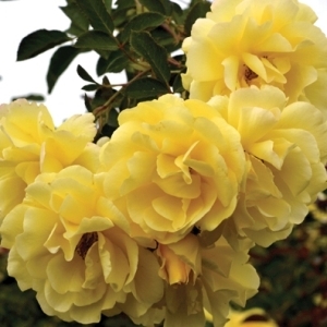 Rose Climbing Good Day Sunshine 3G