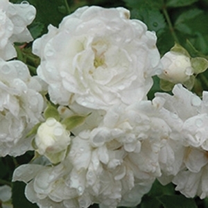 Rose Ground Cover White Drift 3G