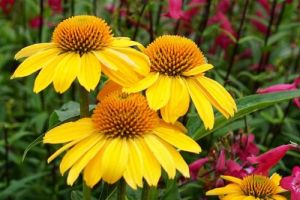 Echinacea 1g Sombrero Lemon