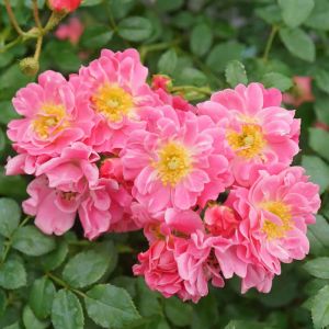 Rose Oso Easy Double Pink 2G
