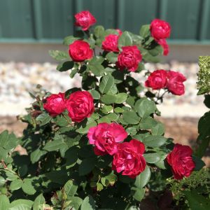 Rose Oso Easy Double Red 3G