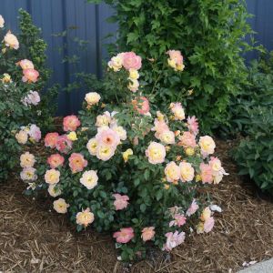 Rose Oso Easy Italian Ice 2G