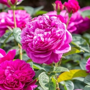 Rose English Shrub James Austin 3G