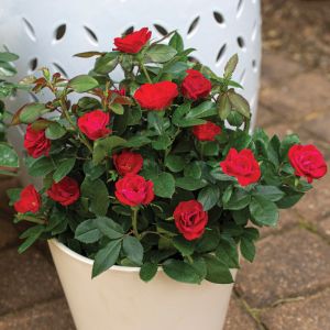 Rose Shrub Petite Knock Out 3G