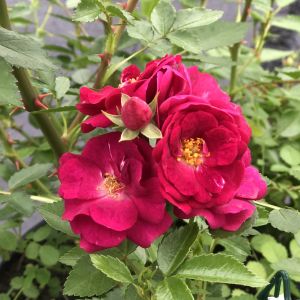 Rose Shrub Oso Easy Peasy 3G