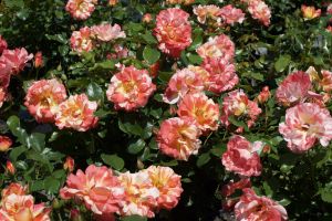 Rose Floribunda Alfred Sisley 3G